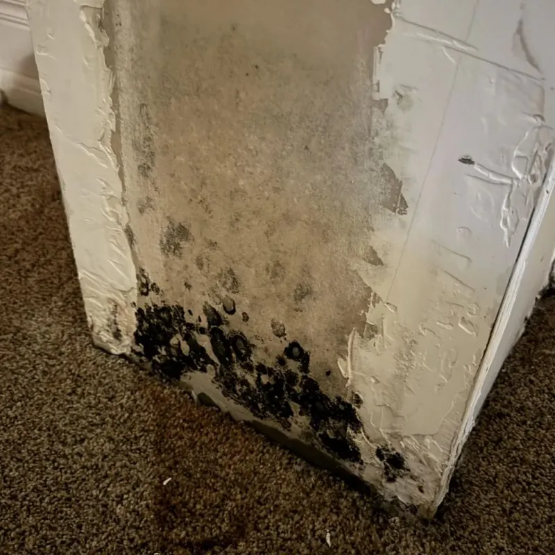 Professional Mold Removal in Sharpsburg, NC